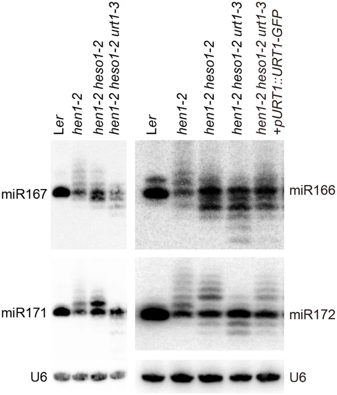 Small RNA northern blot analysis of miR167, miR166, miR171 and miR172 in various genotypes.