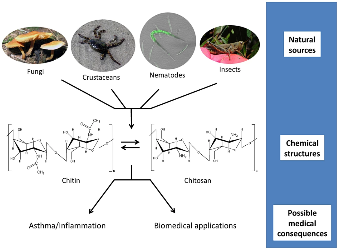 Chitin and chitosan: from source to consequence.