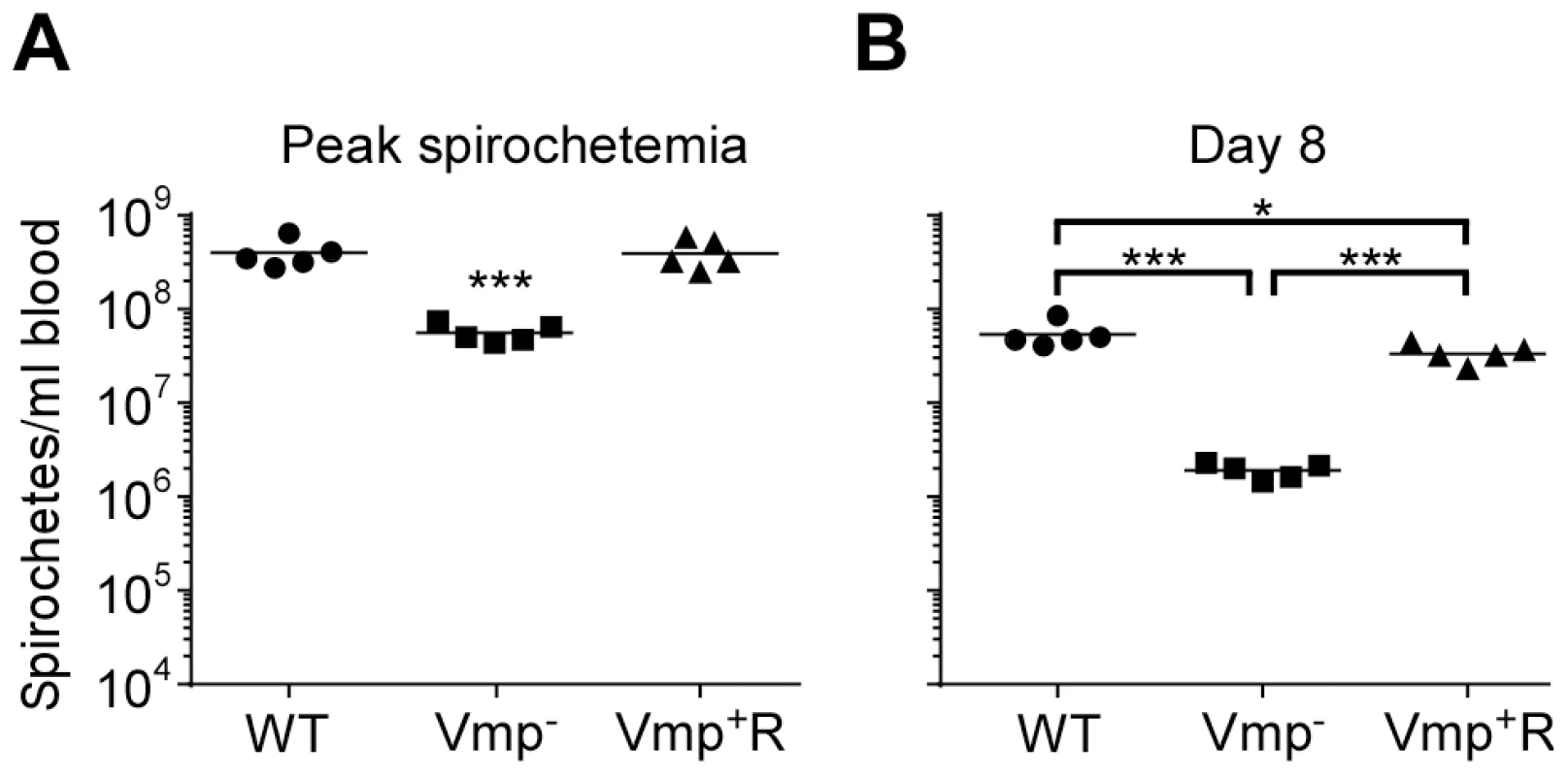 The Vmp<sup>−</sup> mutant <i>B. hermsii</i> has reduced spirochetemic levels in the blood of SCID mice.