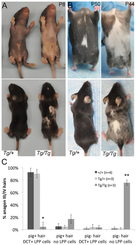 <i>Tg(DctSox10)</i> results in congenital white spotting and premature hair graying.