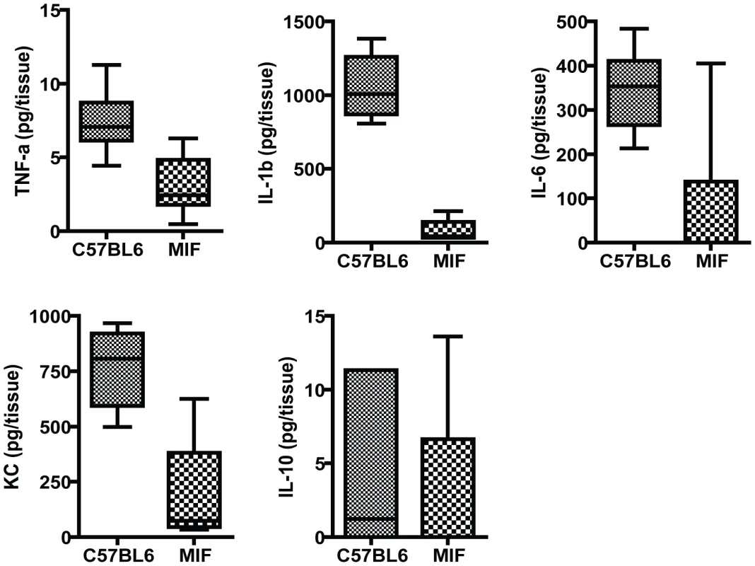 Inflammatory responses in the corneas of MIF KO and C57Bl6 mice infected with <i>P. aeruginosa</i> strain 6294.