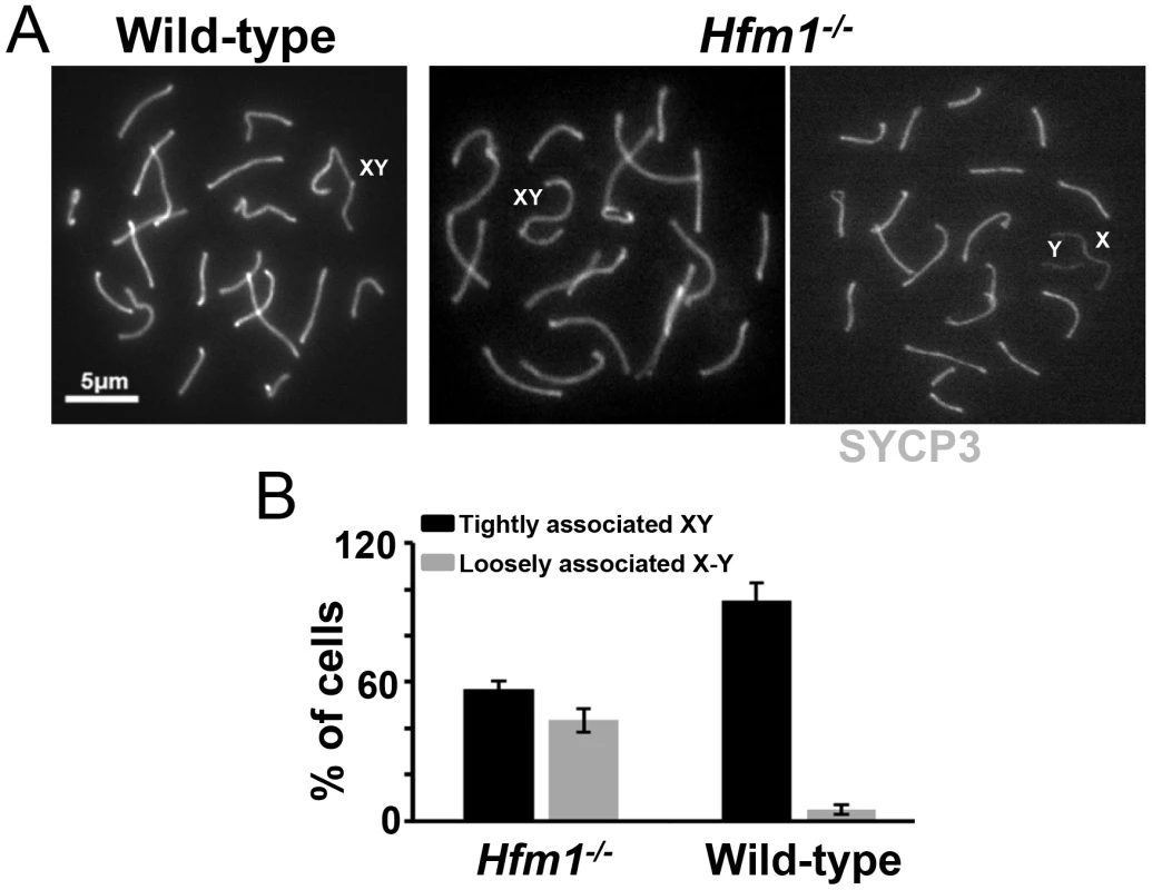 Effect of <i>Hfm1</i> deletion on sex chromosome association.