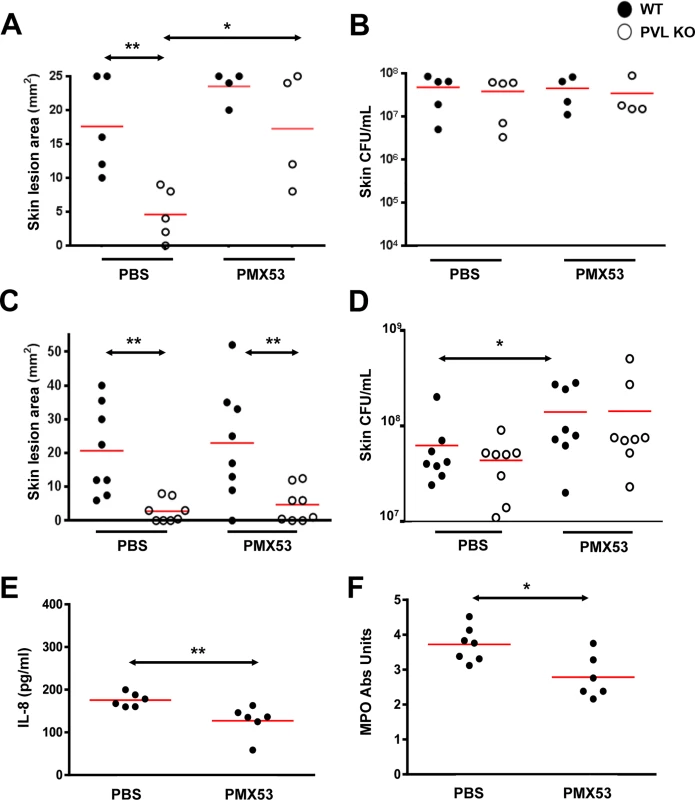 PMX53 reduces the size differences of lesions induced by WT and PVL<sup>-</sup> <i>S</i>. <i>aureus</i>.
