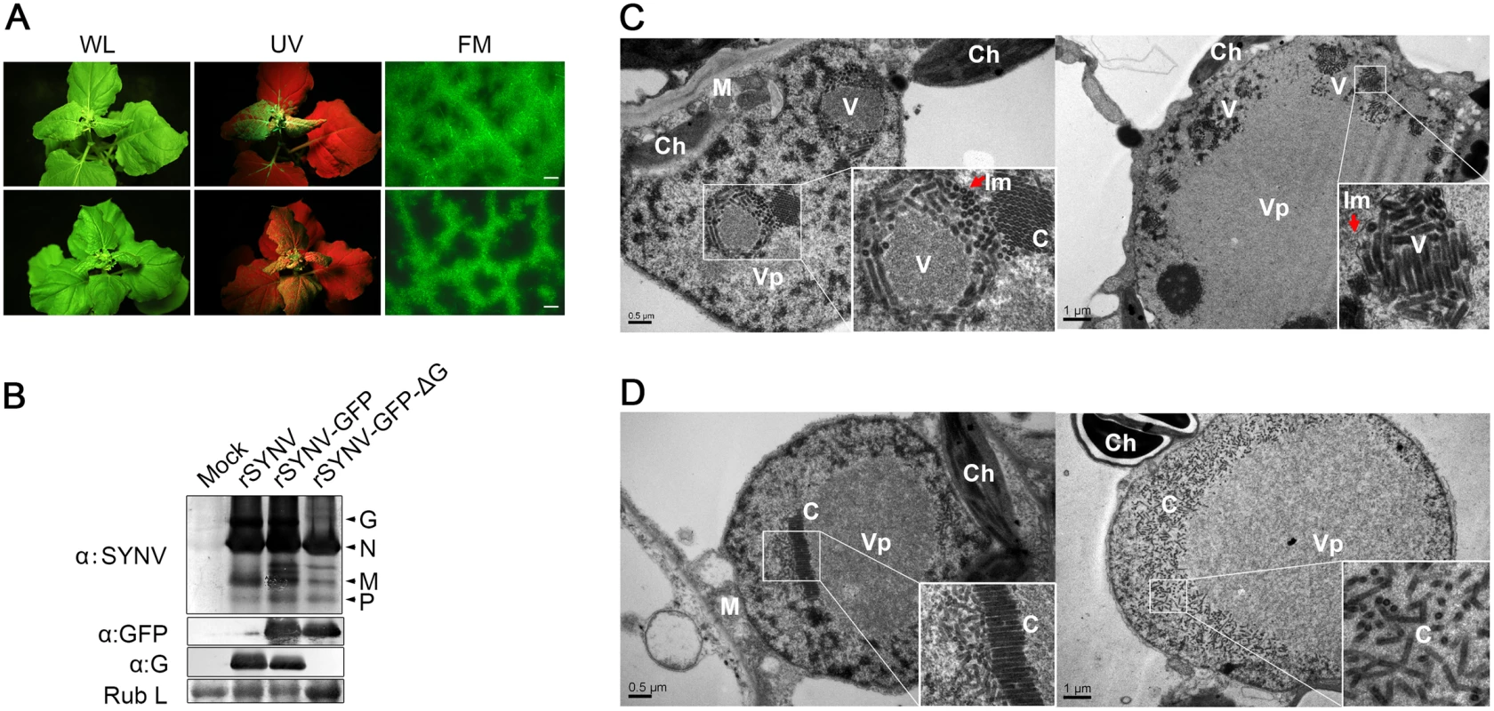 Role of the SYNV glycoprotein in systemic infection and virion maturation.