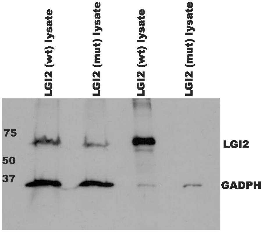 Mutant LGI2 is not secreted in cell cultures.