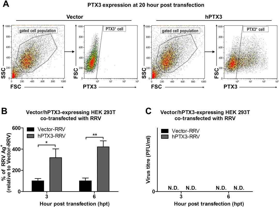 PTX3 promotes early viral replication in PTX3-expressing HEK 293T cells co-transfected with RRV.