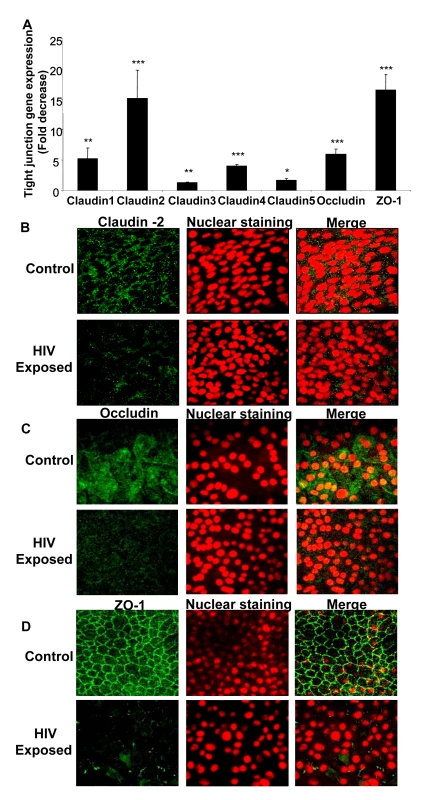 Confluent monolayers grown from primary endometrial epithelial cells were either mock-treated or exposed to HIV-1 (ADA strain, 10<sup>6</sup> infectious viral units/ml, p24 280ng/ml) for 8 hours.