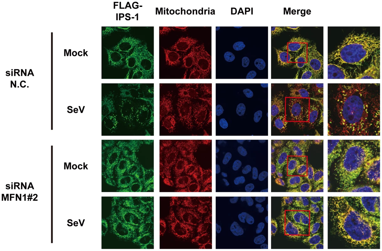 Knockdown of MFN1 inhibits the redistribution of IPS-1 induced by SeV infection.