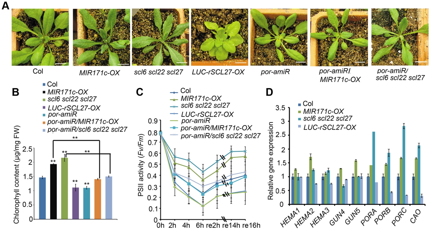 POR is critical for SCL-regulated chlorophyll biosynthesis in light.