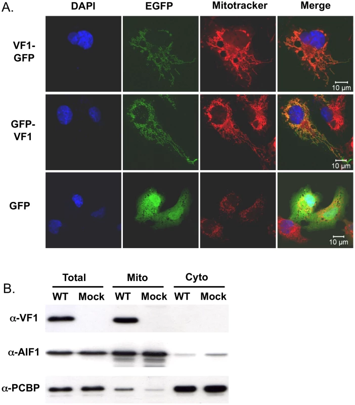 VF1 localizes to mitochondria.