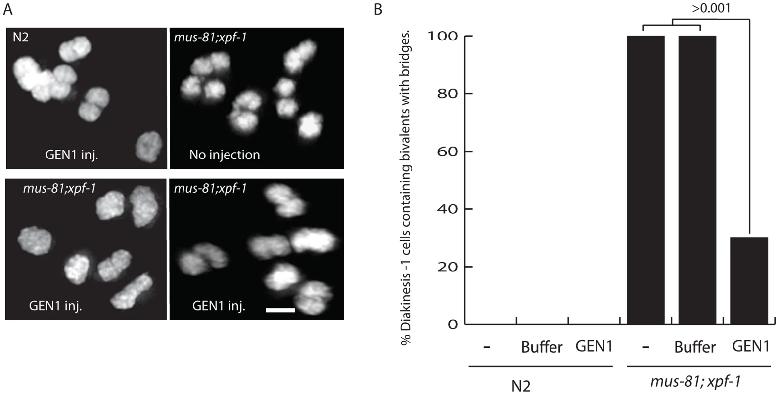 Injection of human GEN1 rescues the fine DNA bridges observed between DAPI-staining bodies of bivalents in <i>mus-81; xpf-1</i> diakinetic oocytes.