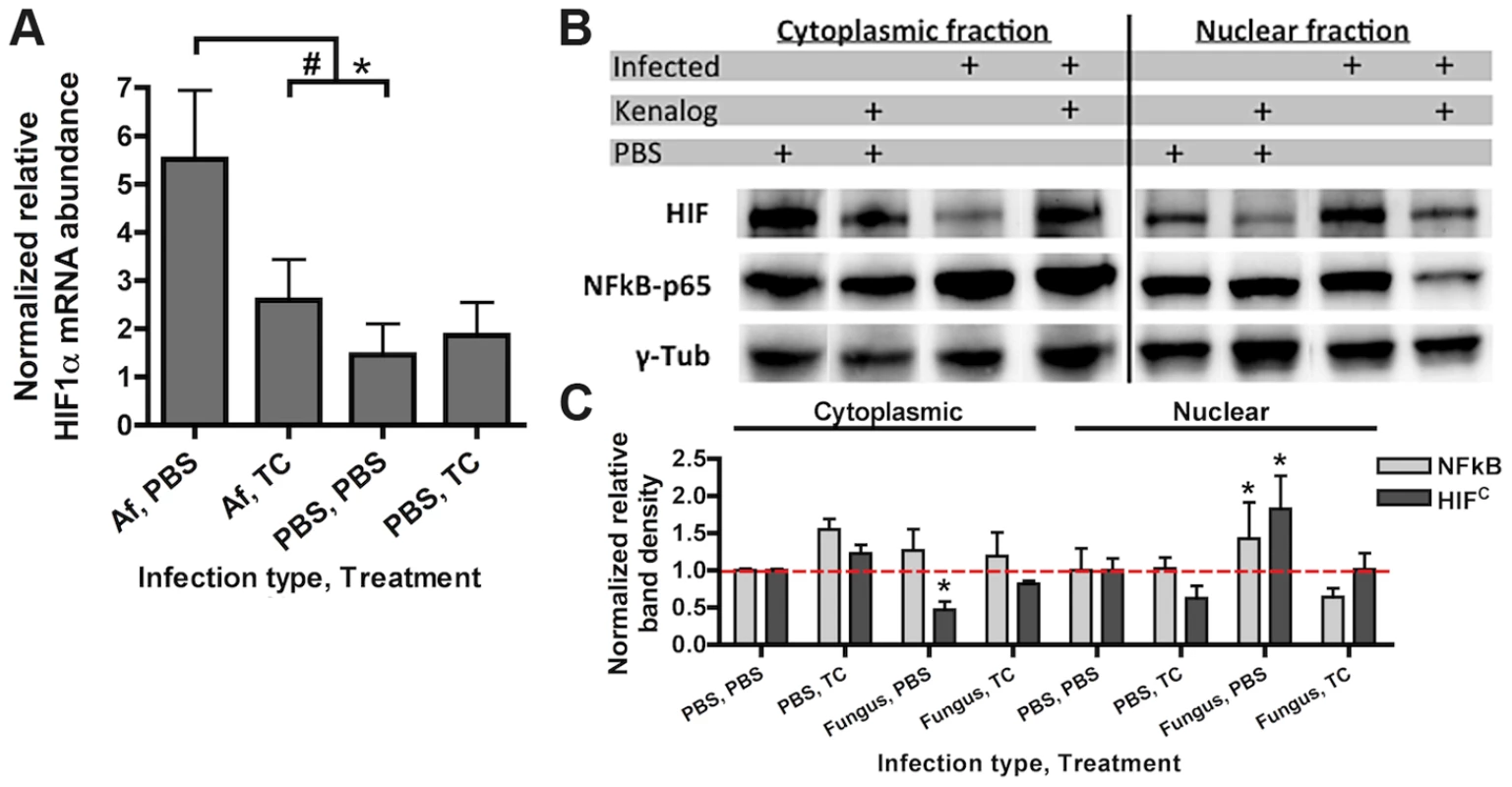 Steroid treatment reduces HIF mRNA abundance and protein nuclear localization induced by <i>A. fumigatus</i> infection.