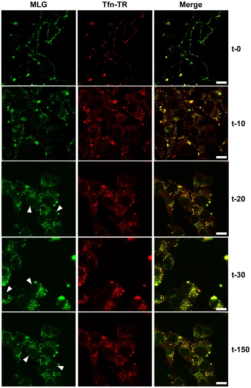 Uncoating and distribution of M protein in live cells.
