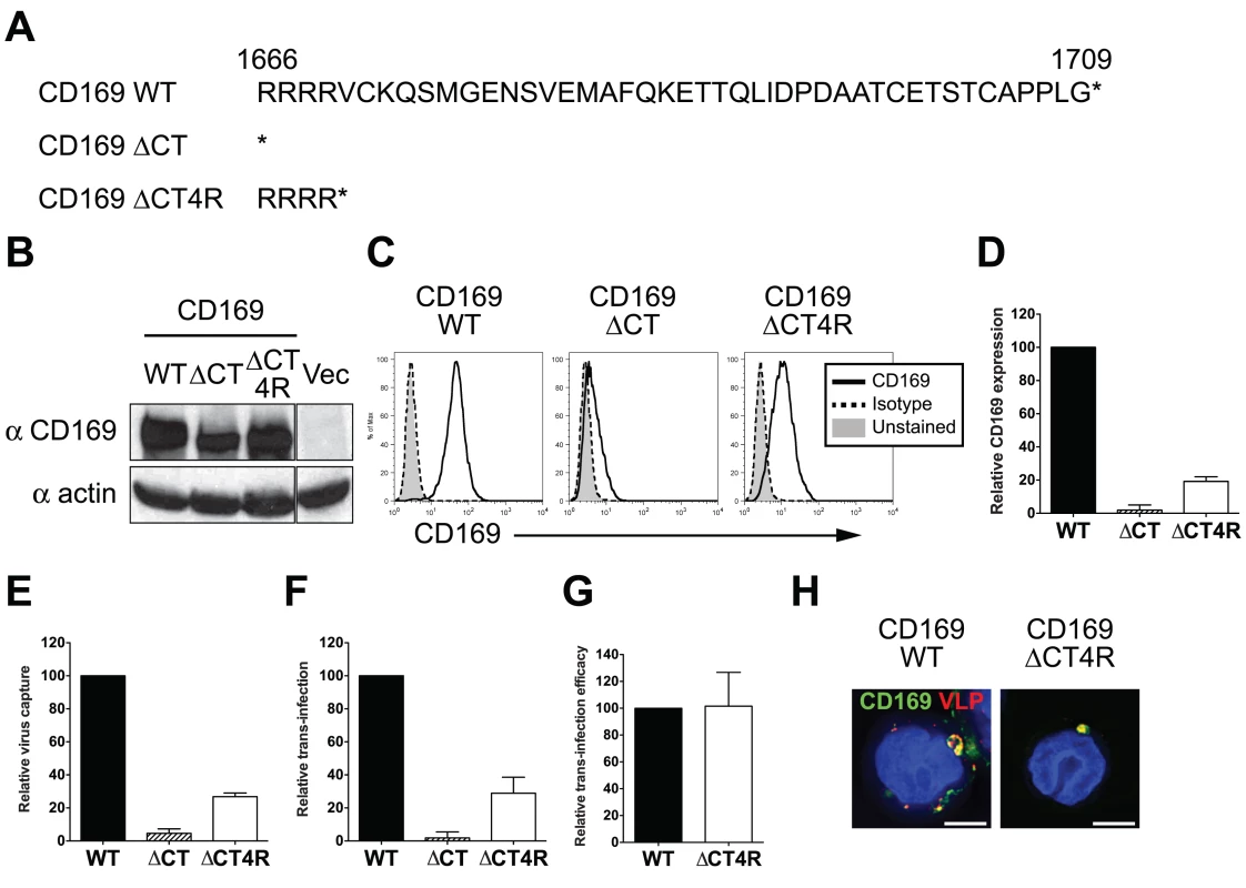 The cytoplasmic tail (CT) of CD169 is dispensable for mediating HIV-1 trans-infection.