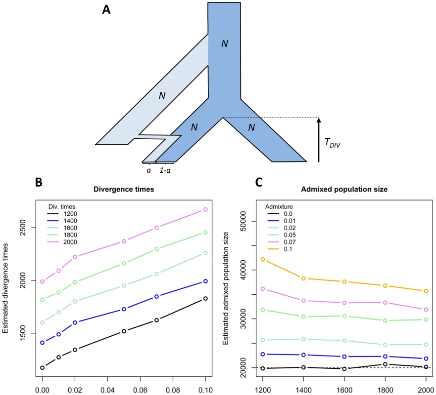 Biased estimation of divergence time and population sizes in case of admixture.