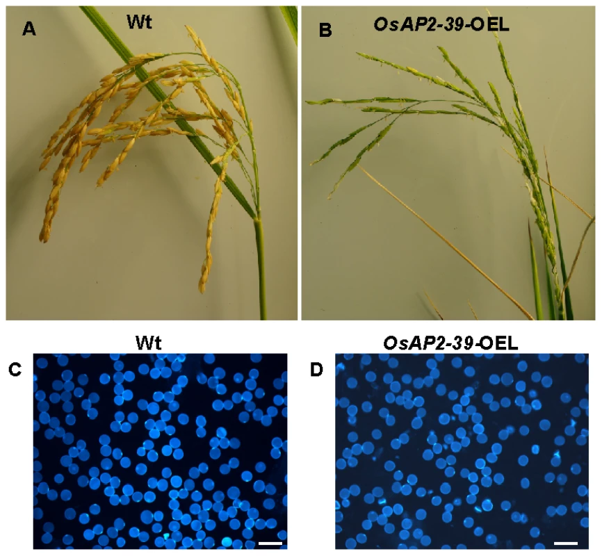 The overexpression of <i>OsAP2-39</i> in the flowers caused a reduction in the rice yield.