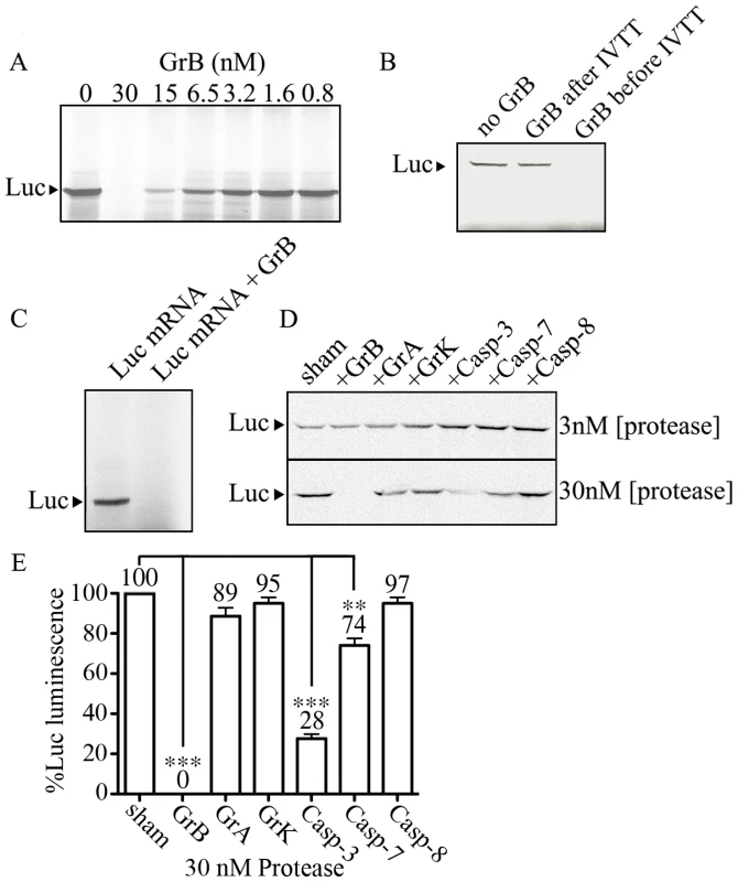 GrB inhibits <i>in vitro</i> translation of Luc.