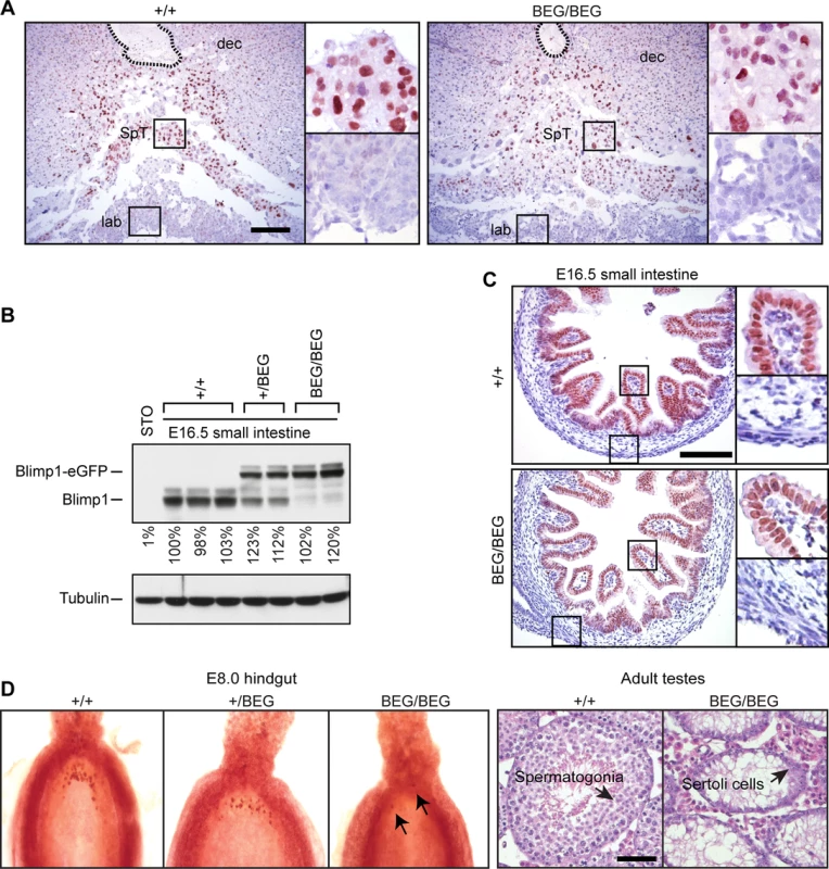 The eGFP-tagged Blimp1-fusion protein is efficiently expressed in the developing placenta and embryonic small intestine, but fails to rescue germ cell defects.