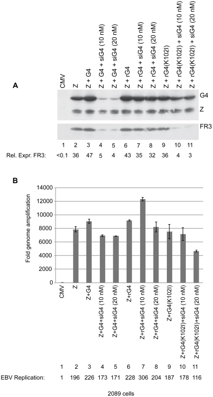 Silent mutations in BGLF4 override the effect of siG4 on late gene expression.