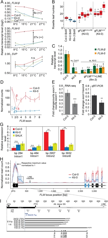 The large insertion in the first intron affects splicing efficiency and gene expression of <i>FLM</i>.