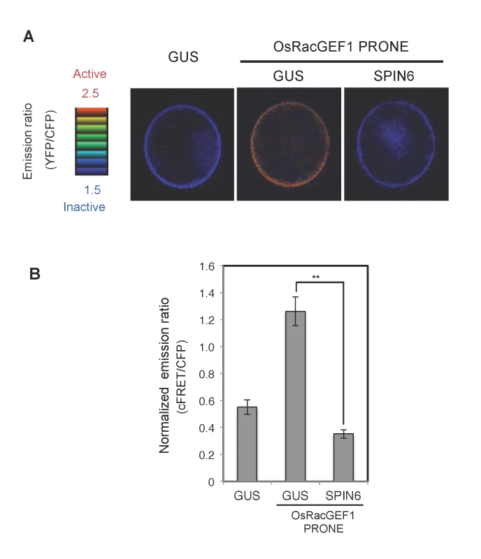 Analysis of RhoGAP activity of SPIN6 toward OsRac1 in rice protoplasts.