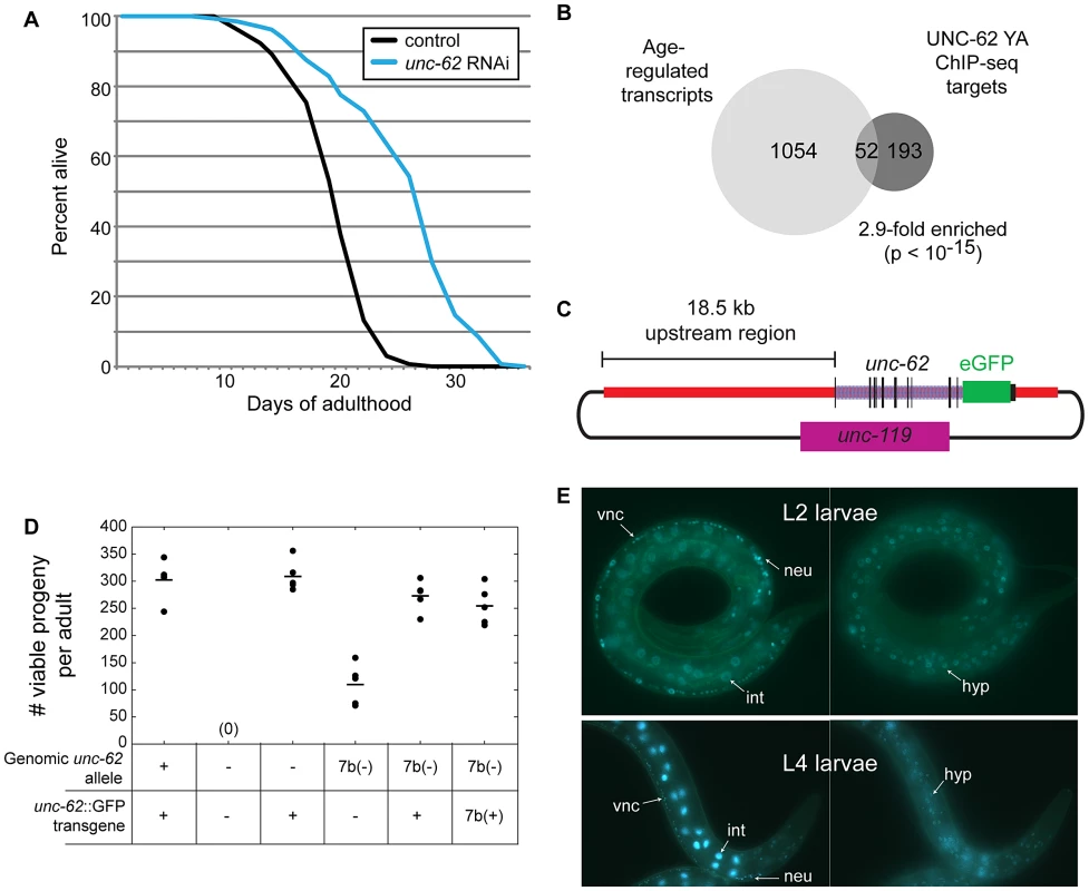 UNC-62 binds age-regulated genes and modulates lifespan.