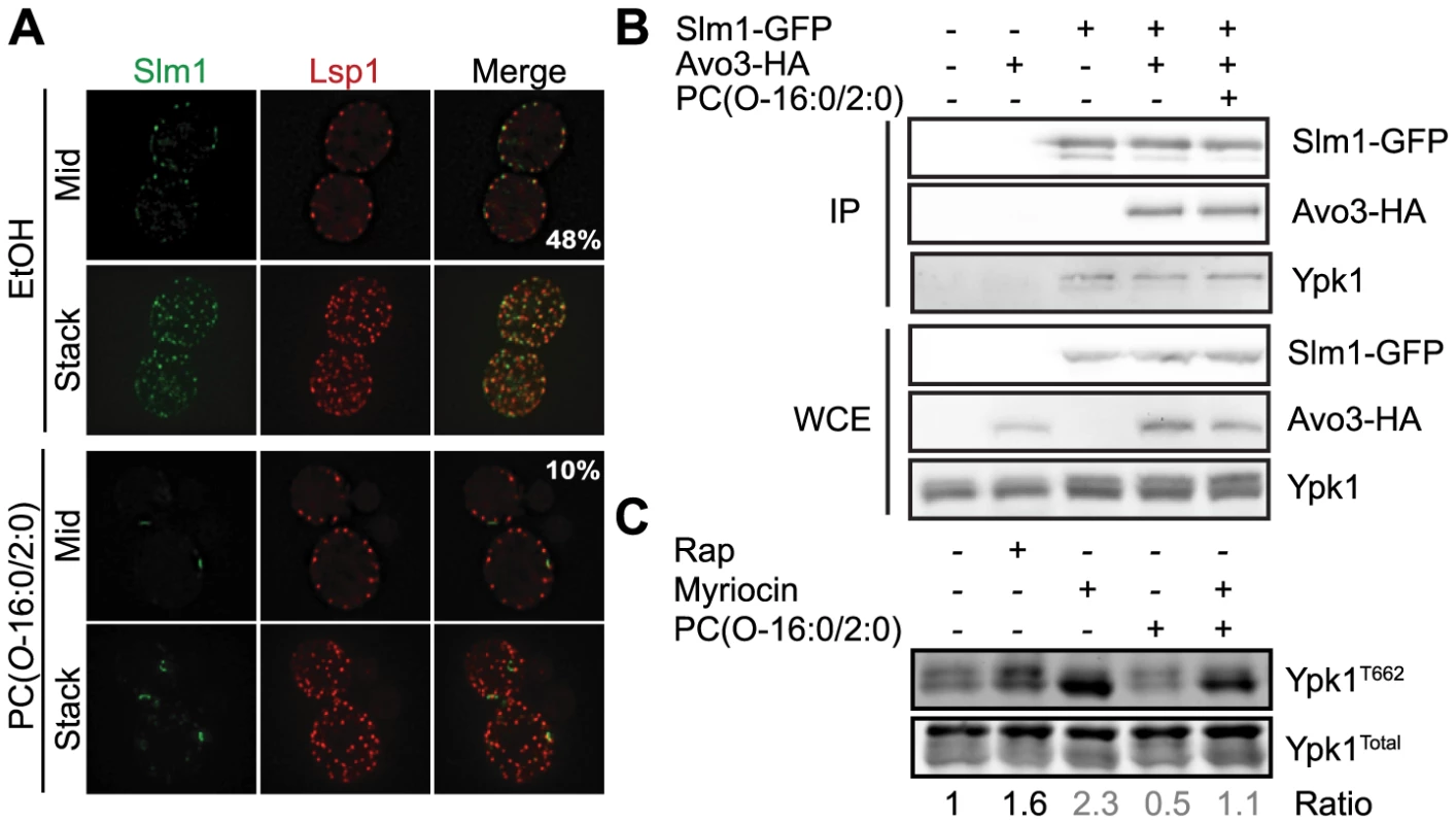 Relocalization of Slm1 by PC(<i>O</i>-16:0/2:0) does not mediate the inhibition of TORC2 signaling.