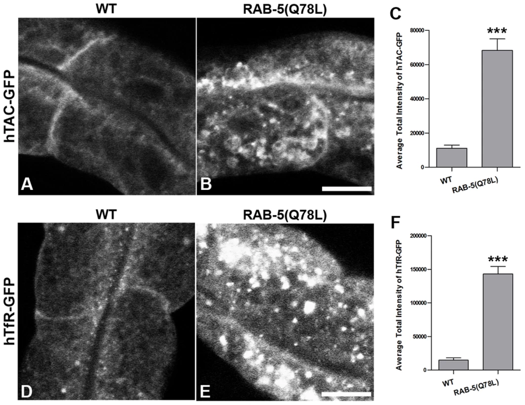 Expression of GTPase-defective RAB-5 interferes with the trafficking of recycling cargo.