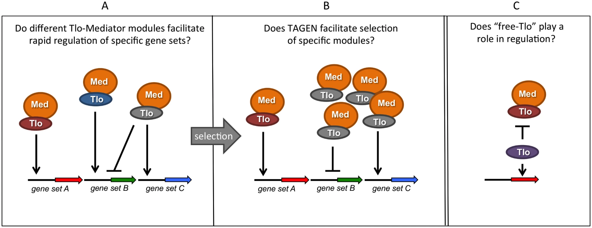 Summary of hypotheses on the possible function(s) of multiple <i>TLO</i> genes in <i>C</i>. <i>albicans</i>.