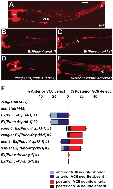 PRKL-1 overexpression in the vulval-distal VC6 neuron inhibits neurite growth.