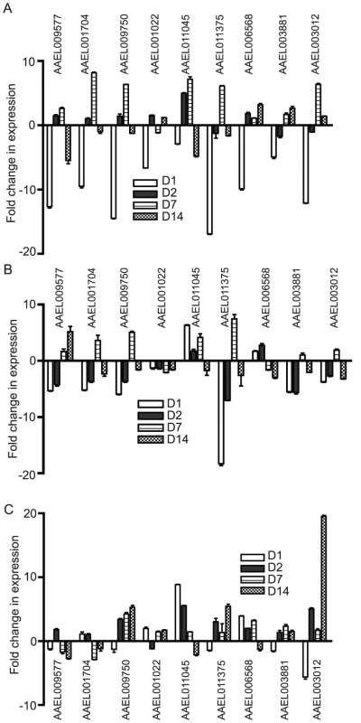 Alteration in DDRG expression in <i>Ae. aegypti</i> is tissue-specific.