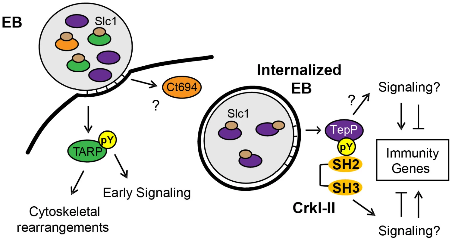Model of the regulation and function of early effectors in signaling events occurring during the establishment of a nascent <i>Chlamydia</i> inclusion.