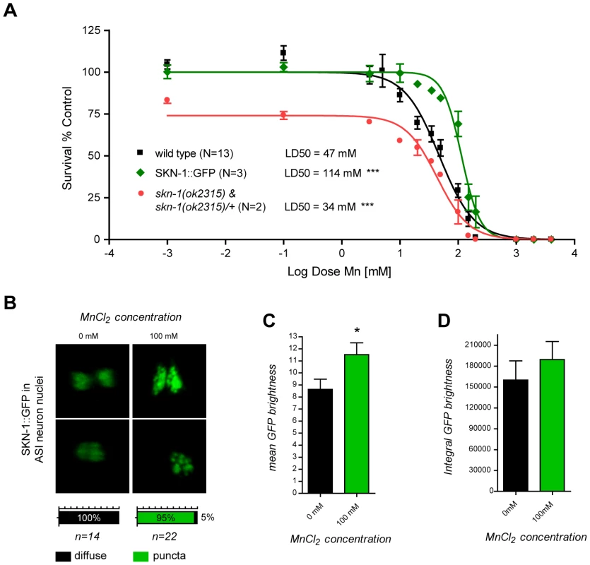 skn-1 mutants are hypersensitive while SKN-1::GFP overexpressing worms are hyper-resistant to Mn toxicity and respond to Mn exposure by relocalizing SKN-1::GFP to nuclear puncta in ASI neurons.