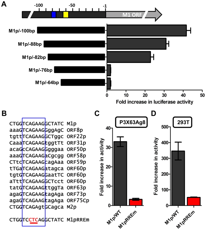 Identification of a novel RTA response element in the M1 promoter.