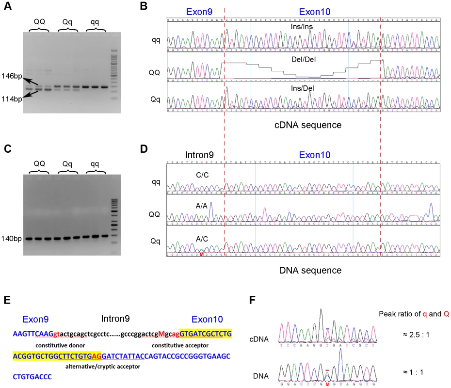 Identification of the g.8283C&gt;A splice mutation in the <i>PHKG1</i> gene.