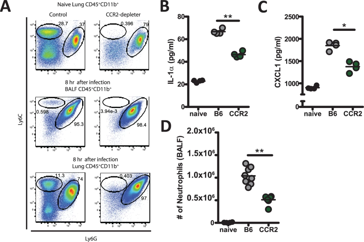 CCR2<sup>+</sup> monocyte regulate early IL-1α and CXCL1 expression.