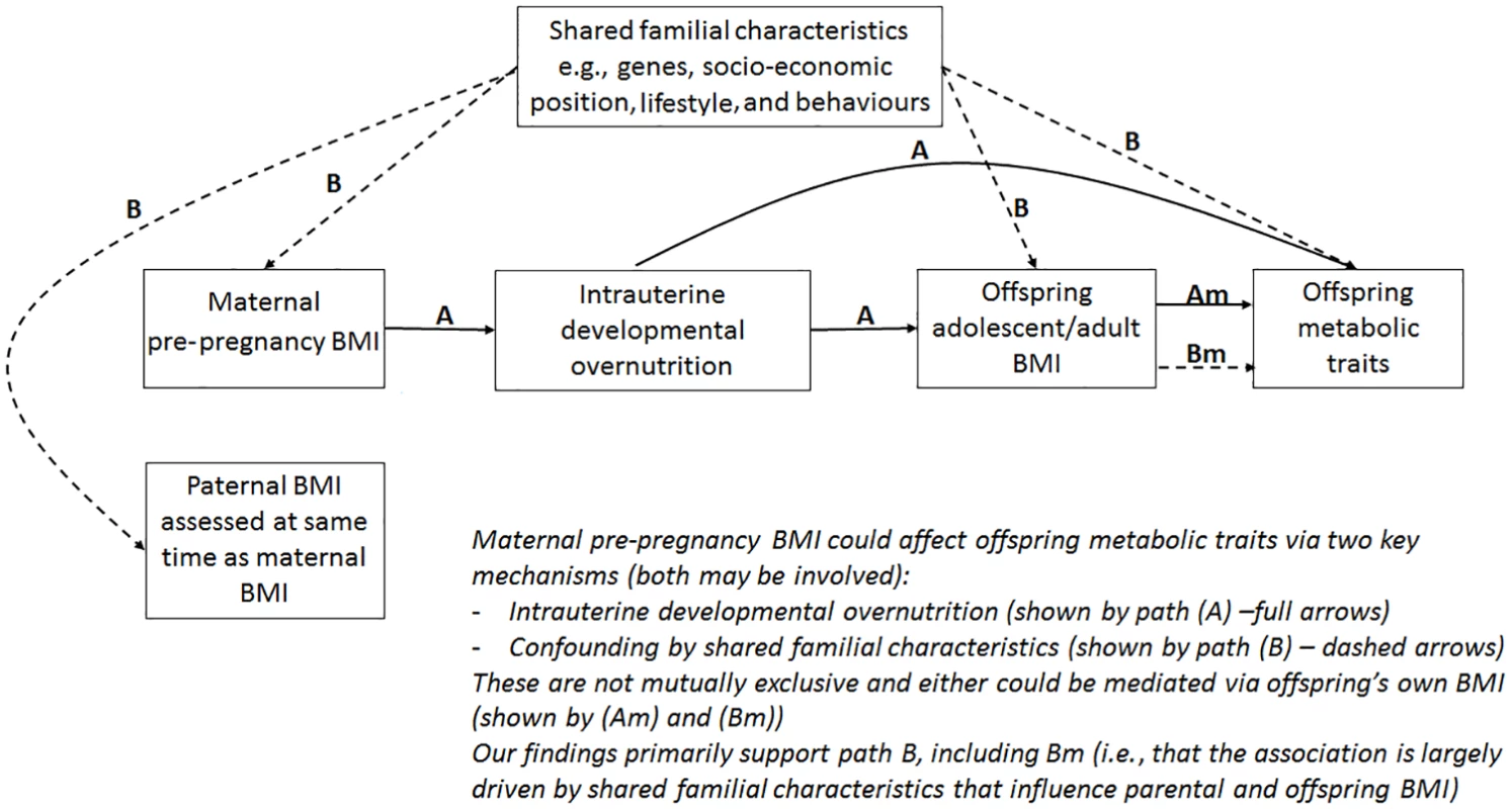 Hypothesised paths between maternal pre-pregnancy BMI and offspring future metabolic traits tested here.
