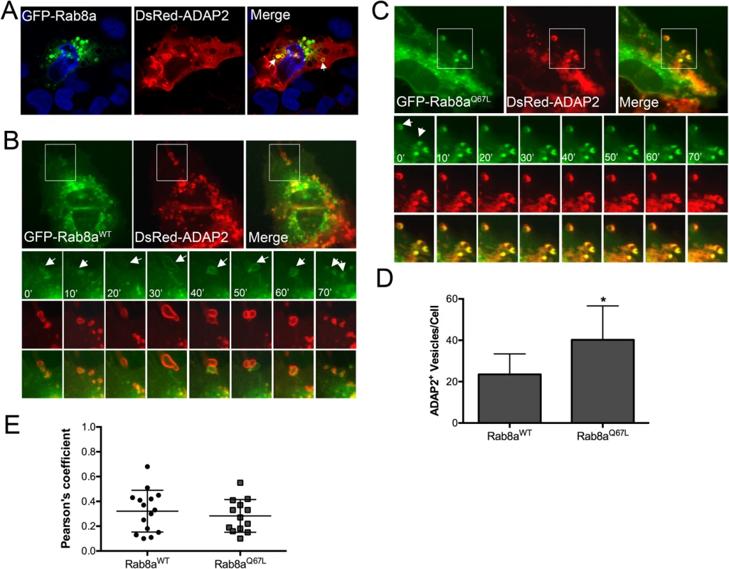 ADAP2 associates with Rab8a-positive membrane ruffles and recycling endosomes.