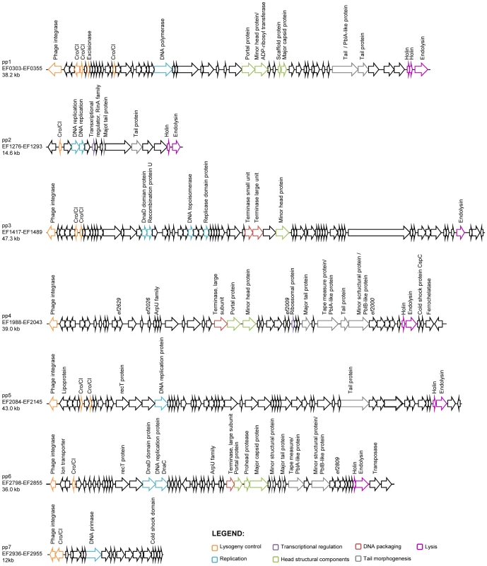 Genomic organization of <i>E. faecalis</i> V583 prophages.
