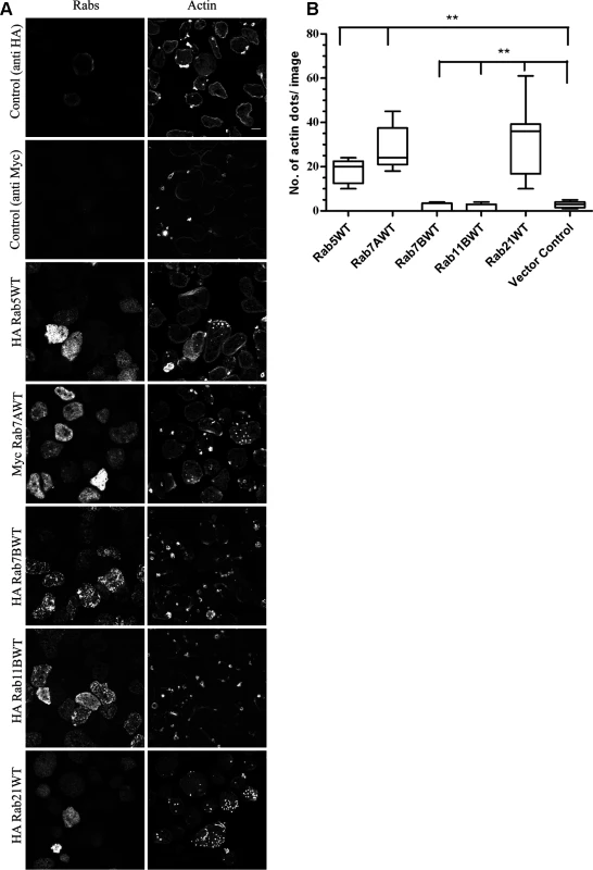 An over-expression study to identify Rabs for their role in biogenesis of amoebic actin dots.