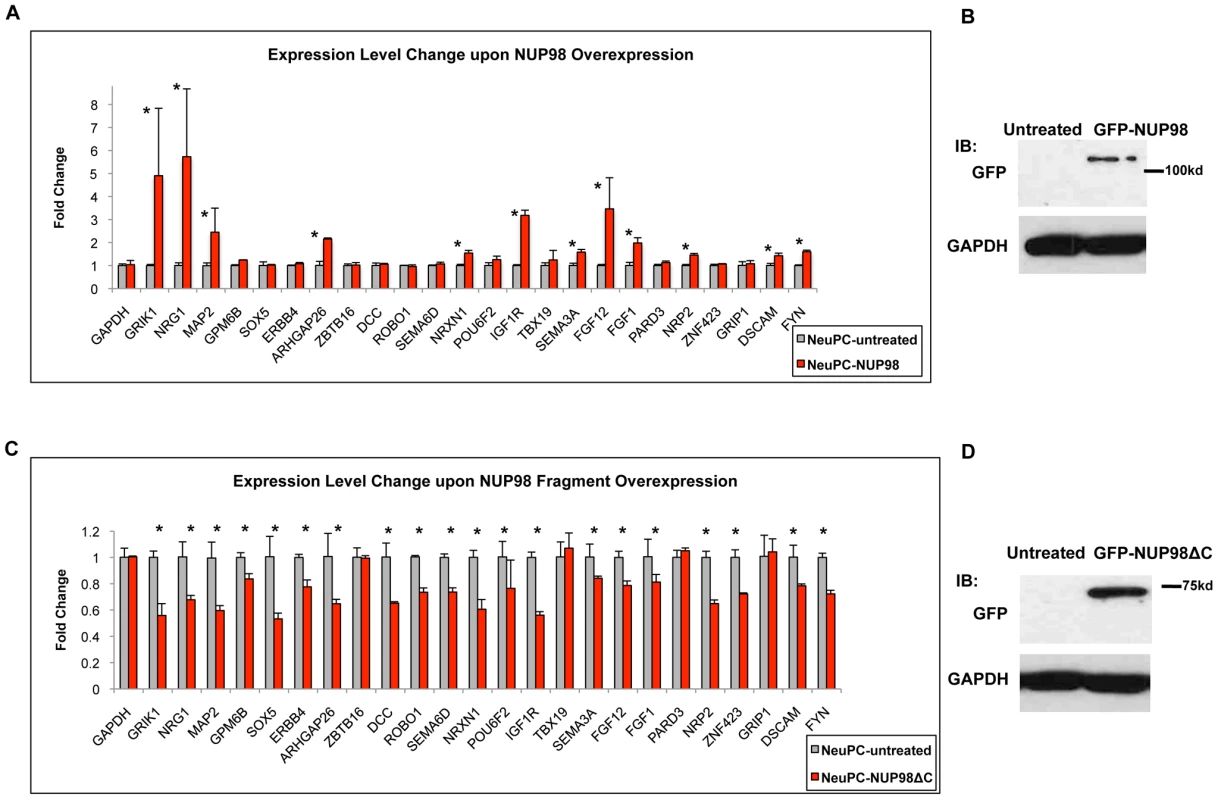 NUP98 is functionally relevant for the expression of its binding targets.