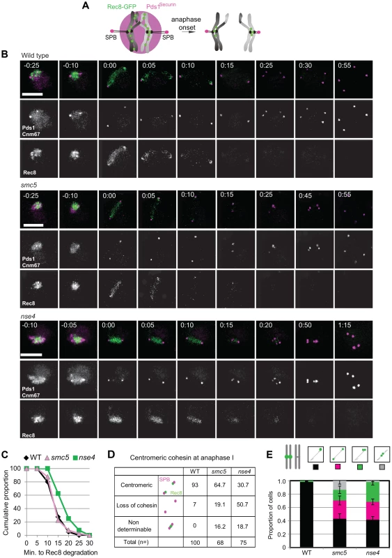 Misregulation of cohesin in <i>smc5/6</i>-depleted cells.