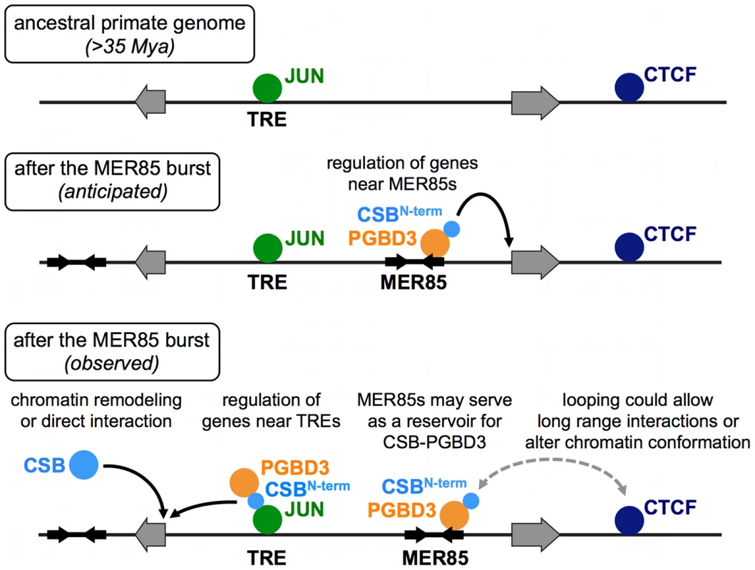 ChIP–seq data suggest multiple roles for the CSB-PGBD3 fusion protein in gene regulation.