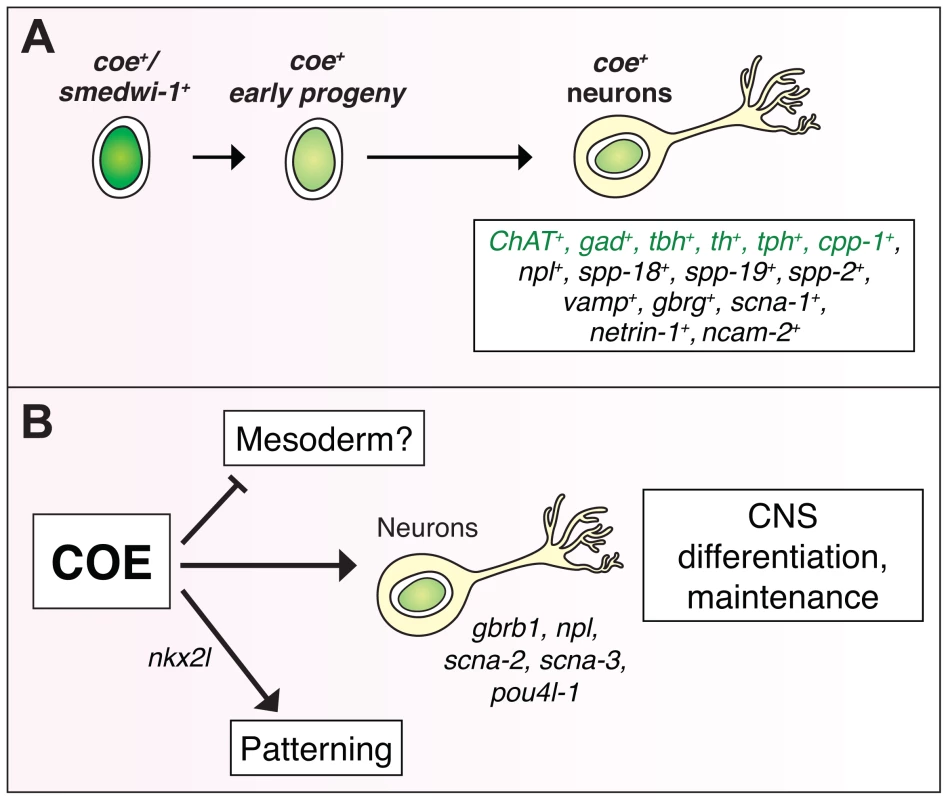 COE function is required for differentiation and maintenance of diverse neuron types.