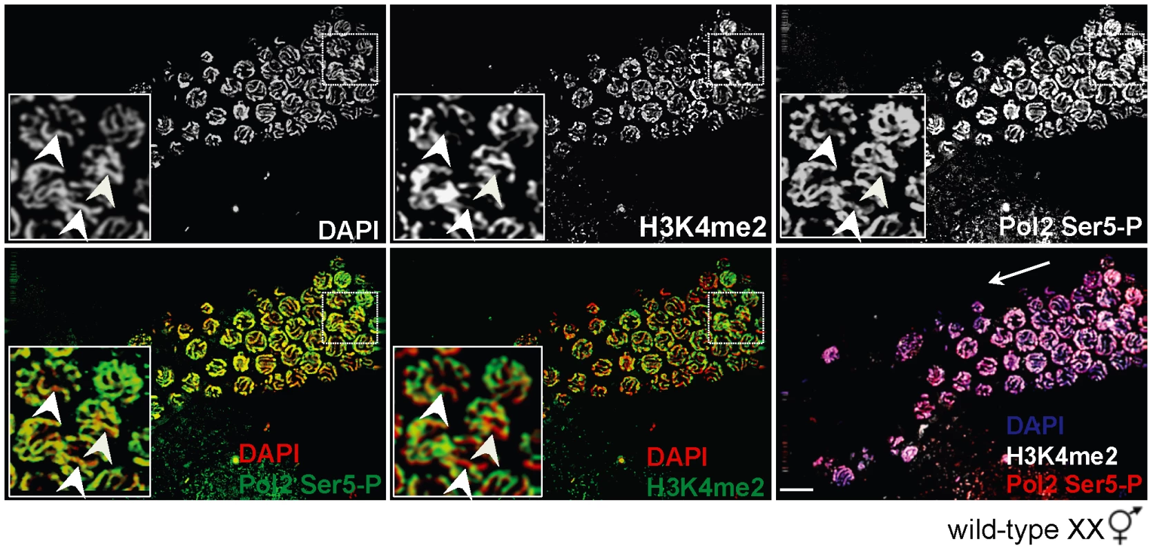 H3K4me2 is not required for Pol2 loading or promoter clearance on paired X chromosomes.