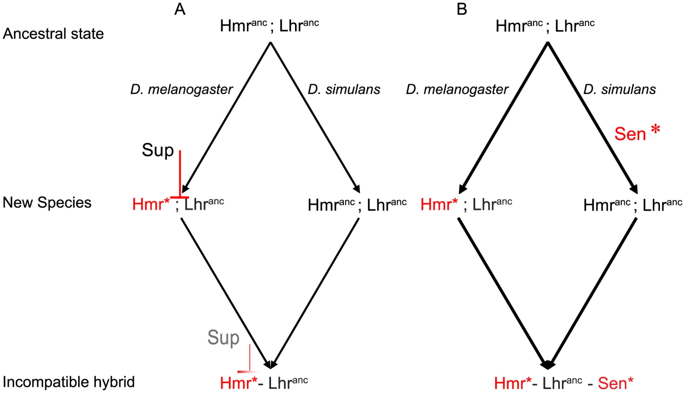 Alternative models for the evolution of hybrid lethality: incompatibility between an evolutionarily derived <i>D. melanogaster Hmr</i> and ancestral <i>Lhr</i>.