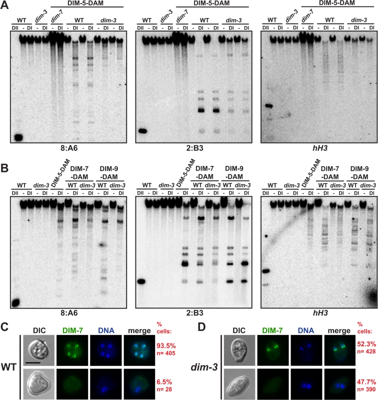 DIM-5 and DIM-7 are mislocalized from heterochromatin in a <i>dim-3</i> strain.