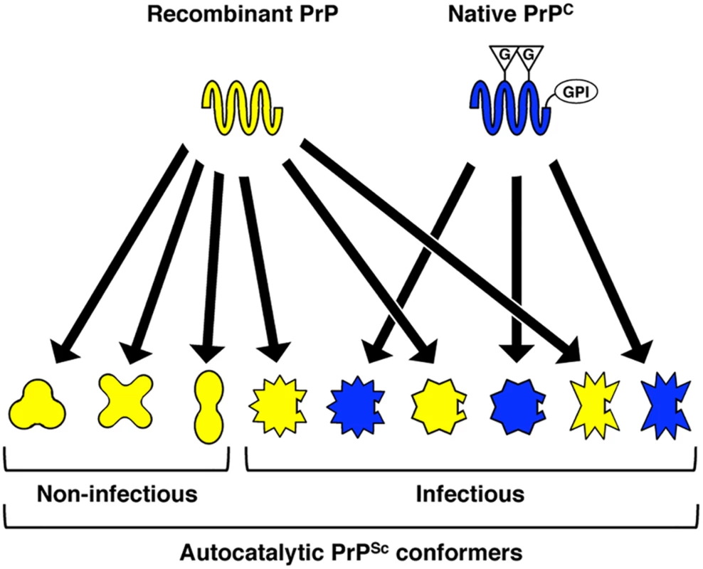 Proposed model, supported by structural and functional data in the present study, to explain variation in specific infectivity between different recombinant PrP<sup>Sc</sup> conformers.