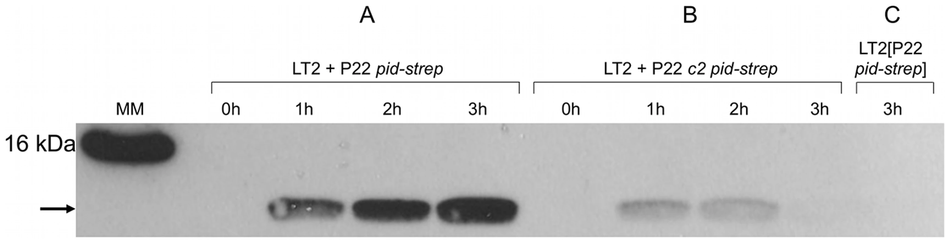 Expression of Pid protein during P22 infection.