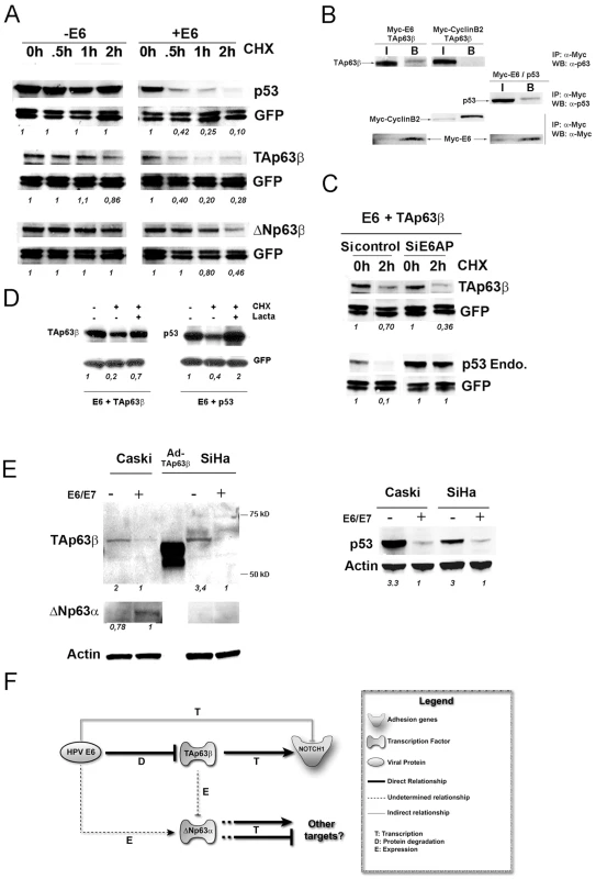 The HPV18 E6 oncogene interacts with and induces degradation of the TAp63β isoform in an E6AP independent manner.